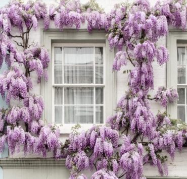 Инстаграм недели: цветущий Лондон в аккаунте фотографа @sparrowinlondon