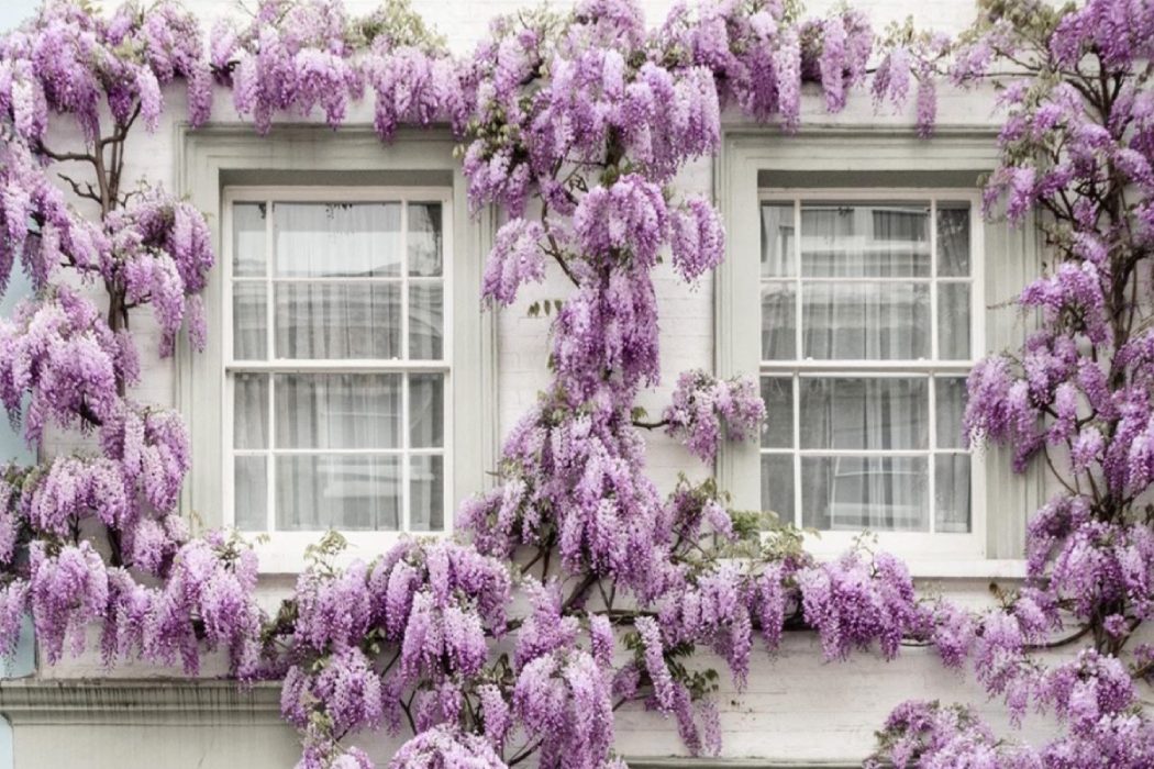 Инстаграм недели: цветущий Лондон в аккаунте фотографа @sparrowinlondon