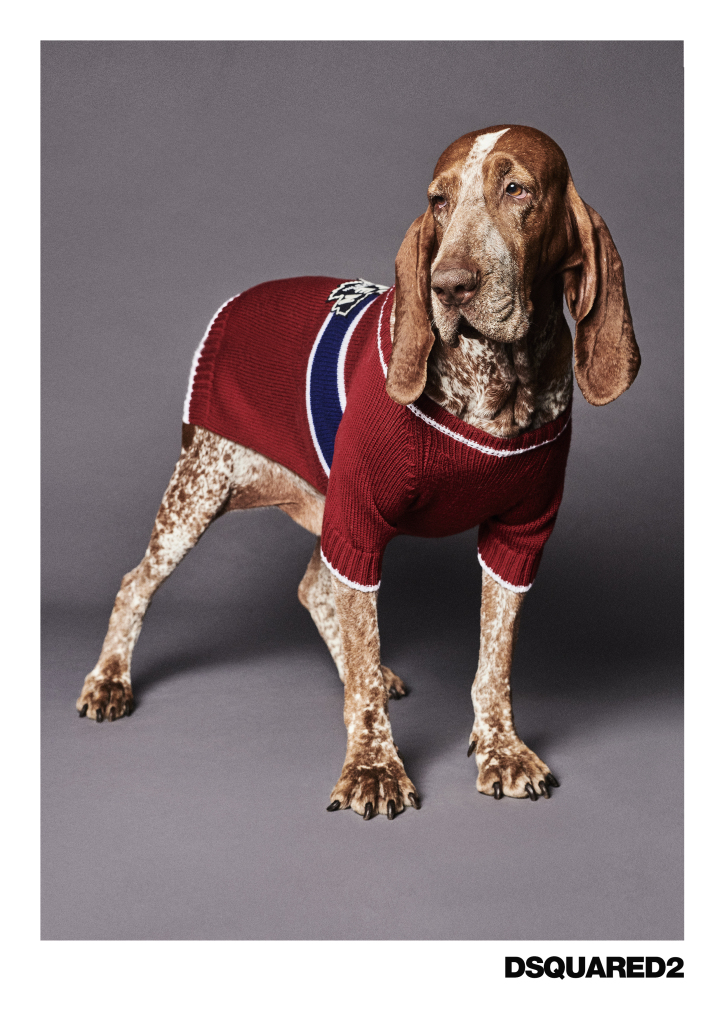 Dsquared2 создал невероятно милую коллекцию одежды и аксессуаров для собак