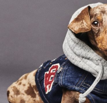 Dsquared2 создал невероятно милую коллекцию одежды и аксессуаров для собак