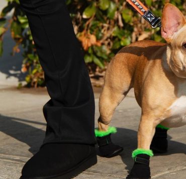 UGG выпустили первую коллекцию теплой обуви для собак