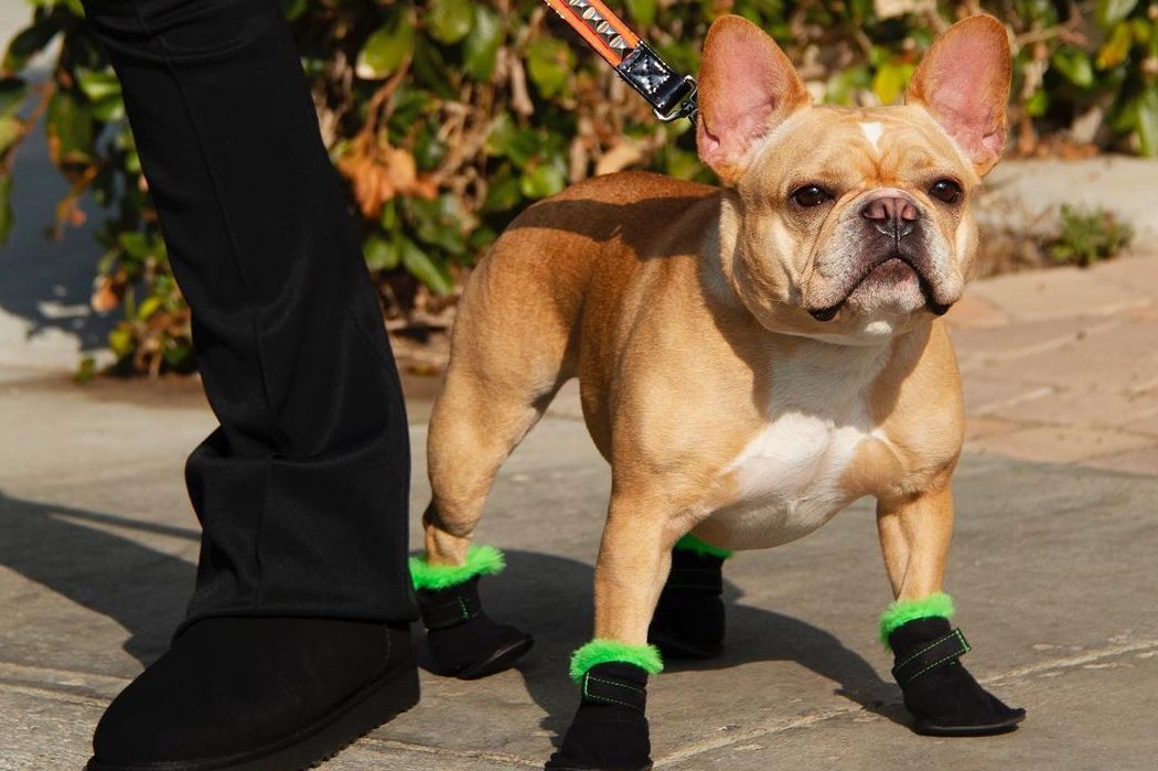 UGG випустили першу колекцію теплого взуття для собак