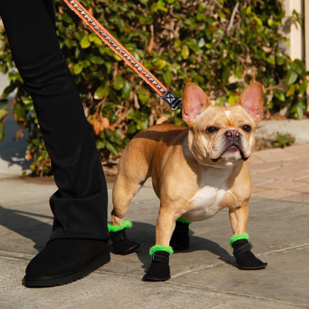 UGG випустили першу колекцію теплого взуття для собак