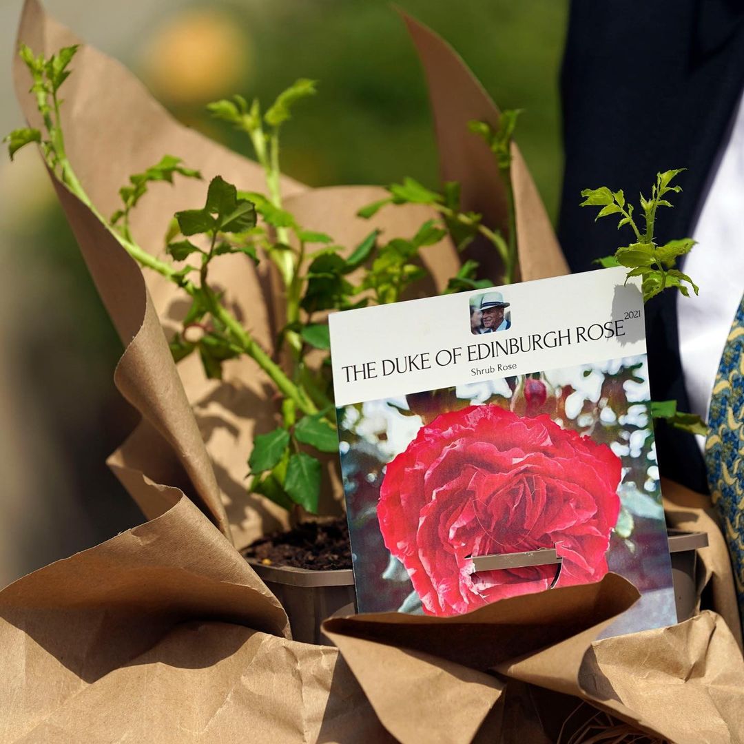 К 100-летию принца Филиппа в саду Елизаветы II высадили новый сорт роз