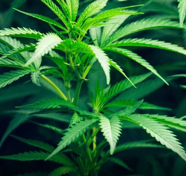 Вчені: марихуана може запобігти зараженню COVID-19