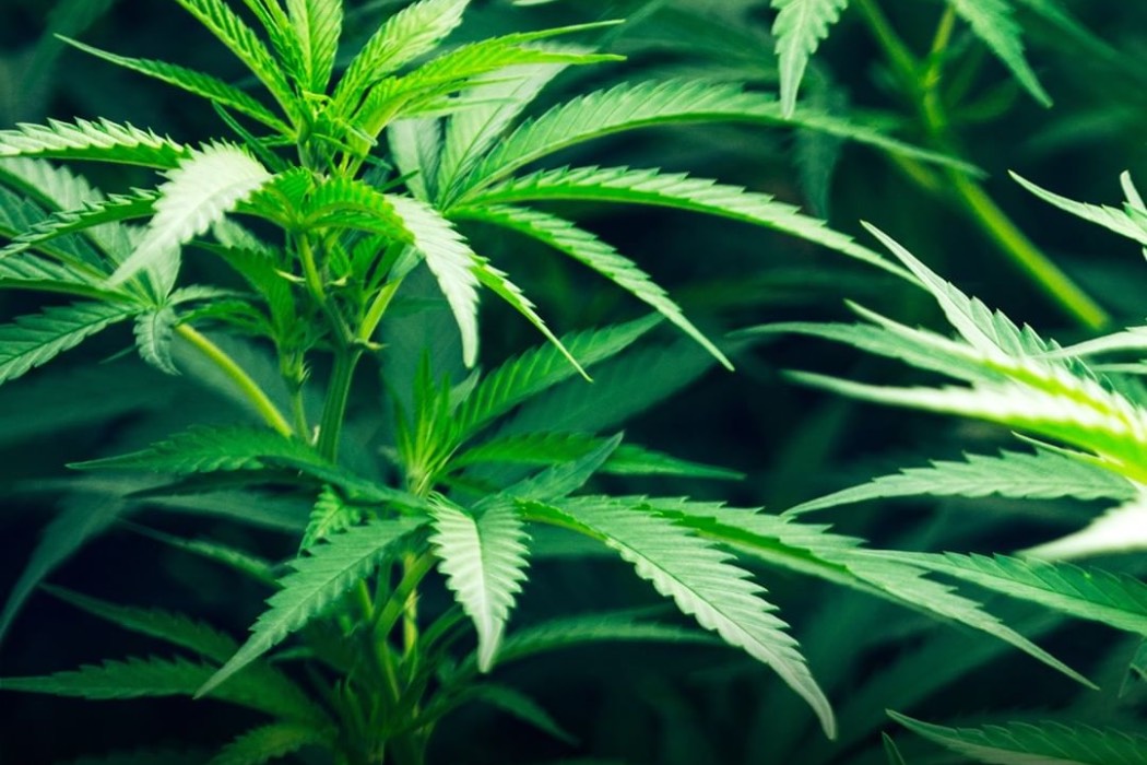 Вчені: марихуана може запобігти зараженню COVID-19