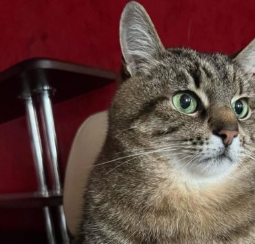 Знаменитый кот Степан из Харькова эвакуировался во Францию