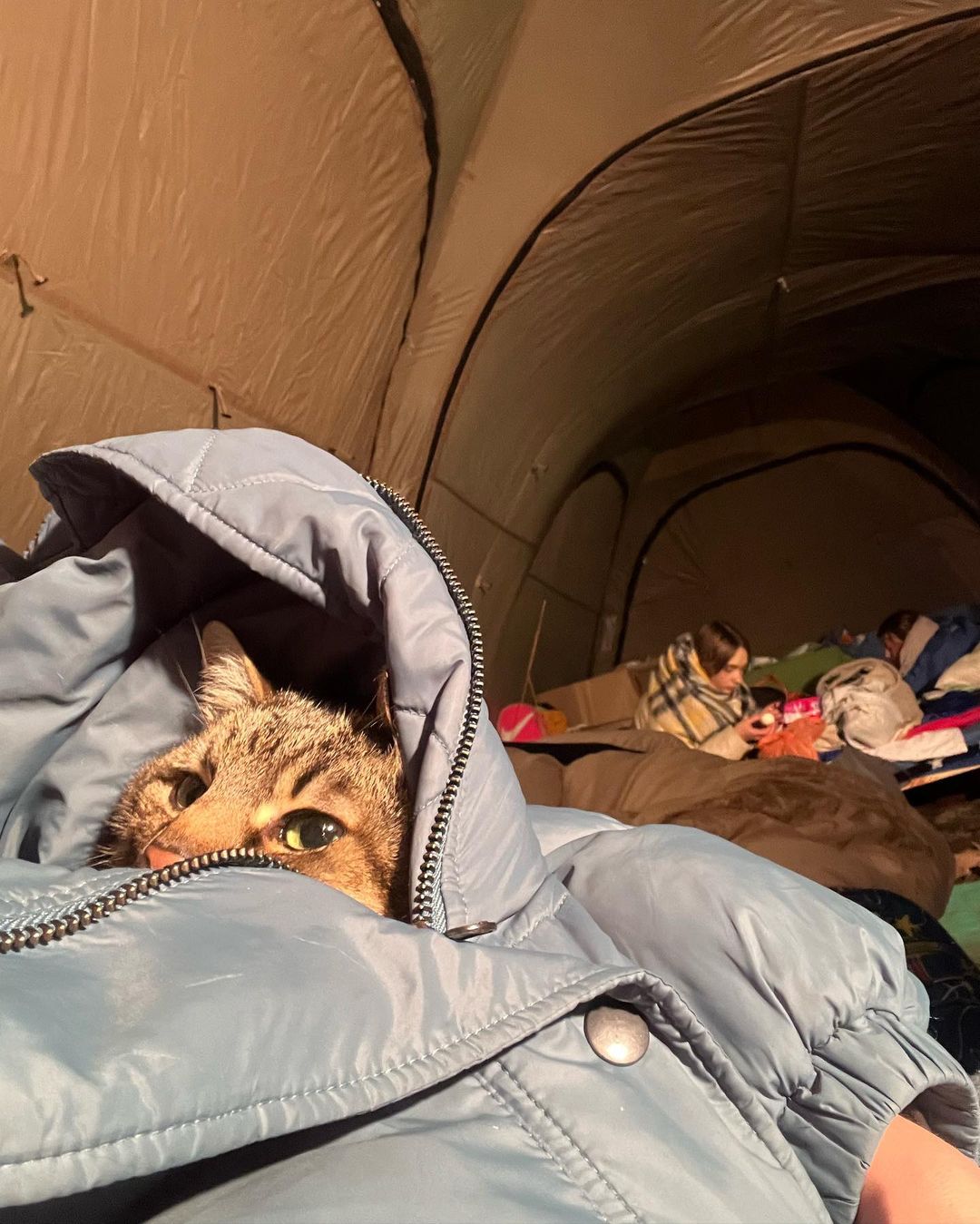 Знаменитый кот Степан из Харькова эвакуировался во Францию