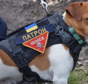 Як пес-сапер Патрон служить у лавах захисників України
