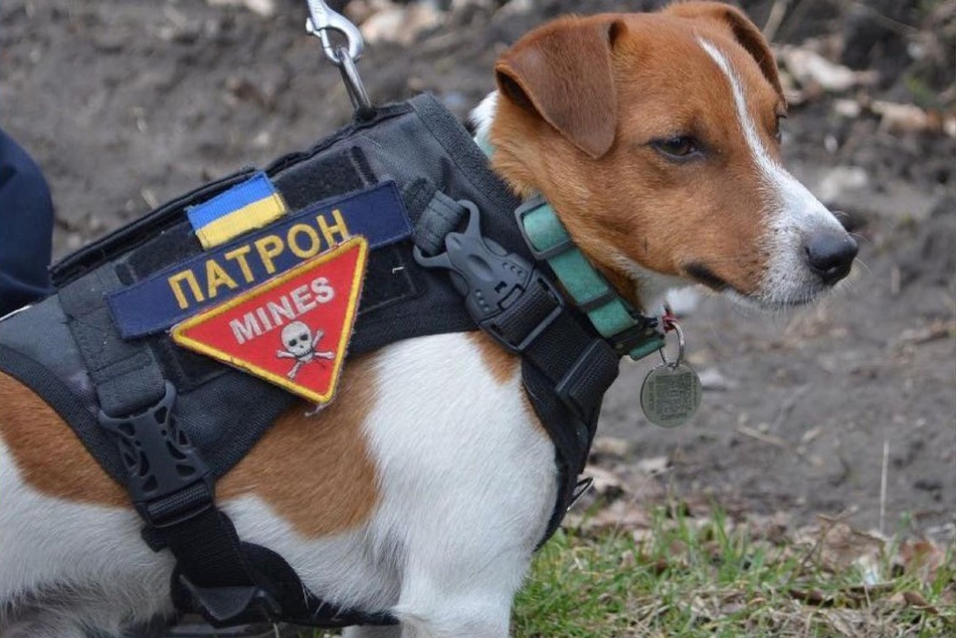 Как пёс-сапер Патрон служит в рядах защитников Украины
