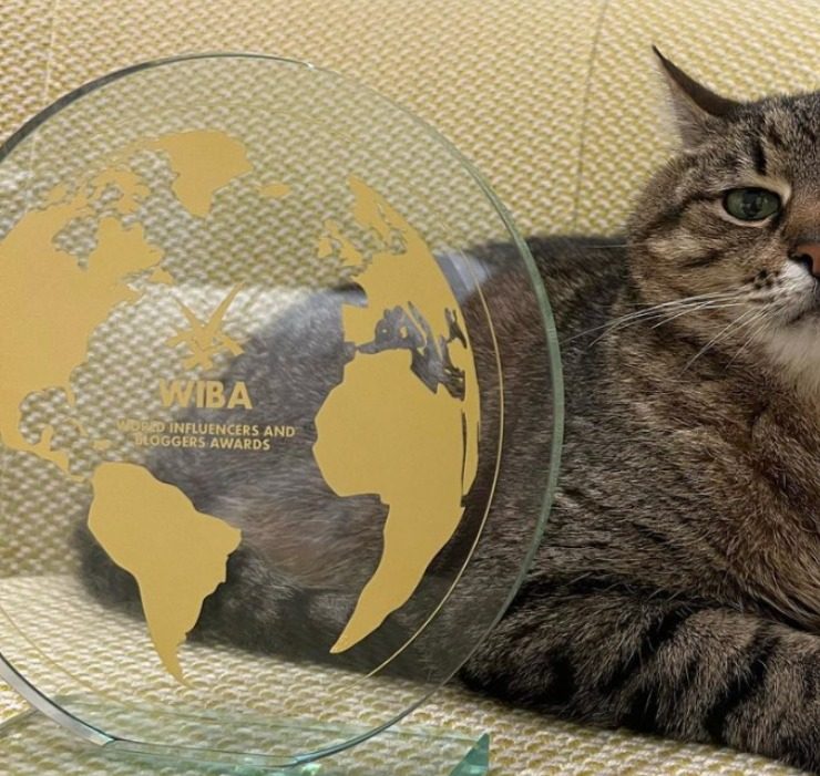 Знаменитый кот Степан из Харькова получил престижную блогерскую премию WIBA