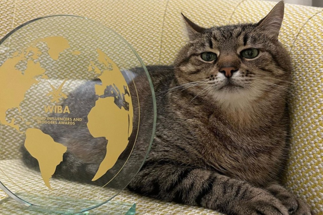 Знаменитий кіт Степан із Харкова отримав престижну блогерську премію WIBA