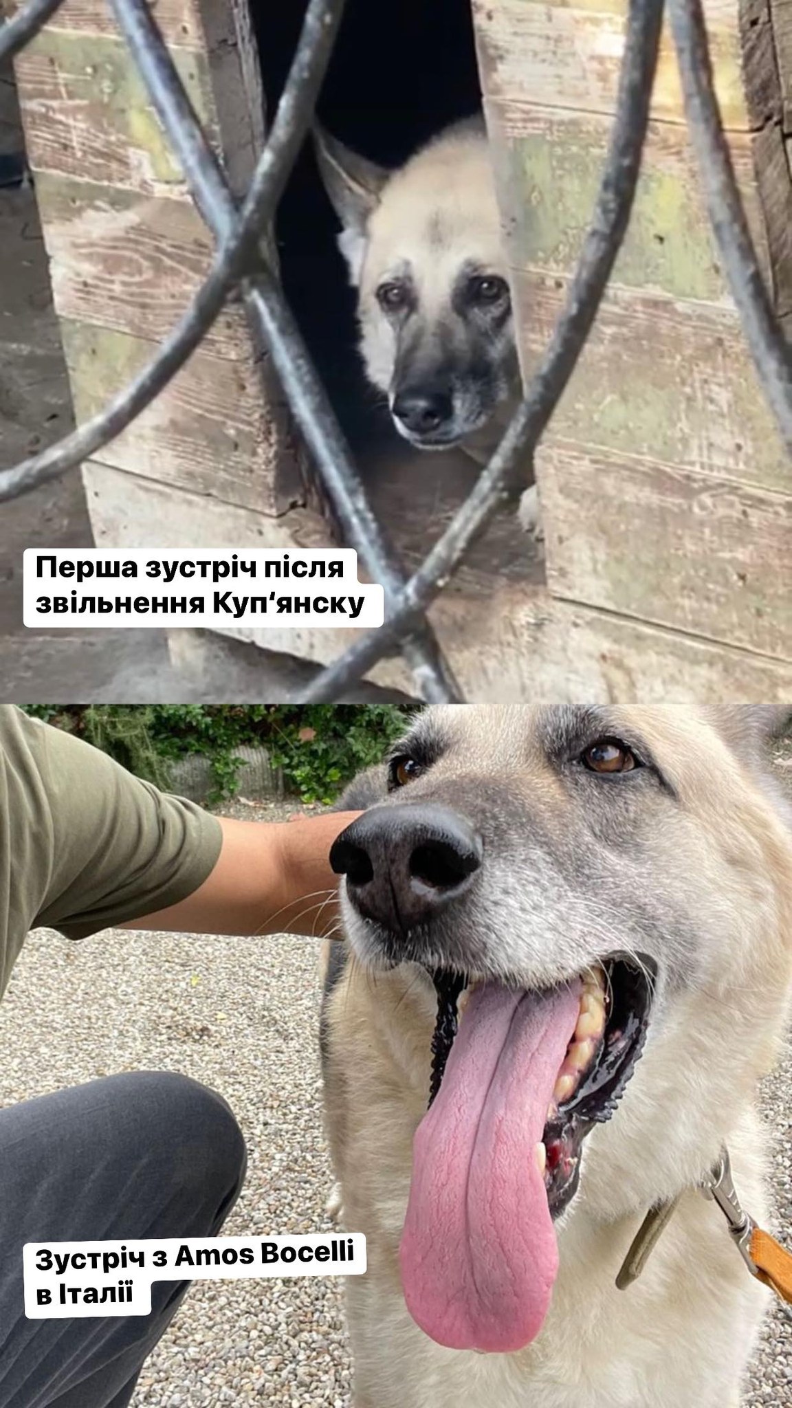 Андреа Бочелли приютил раненого пса, пережившего оккупацию в Купянске