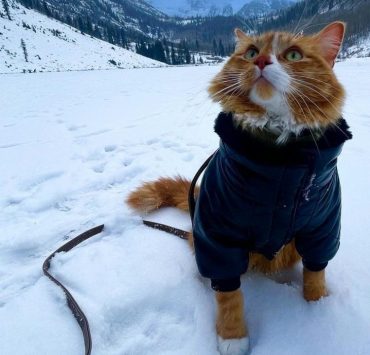 Знакомьтесь: Либхен — кот, который путешествует по миру и ведет об этом Instagram