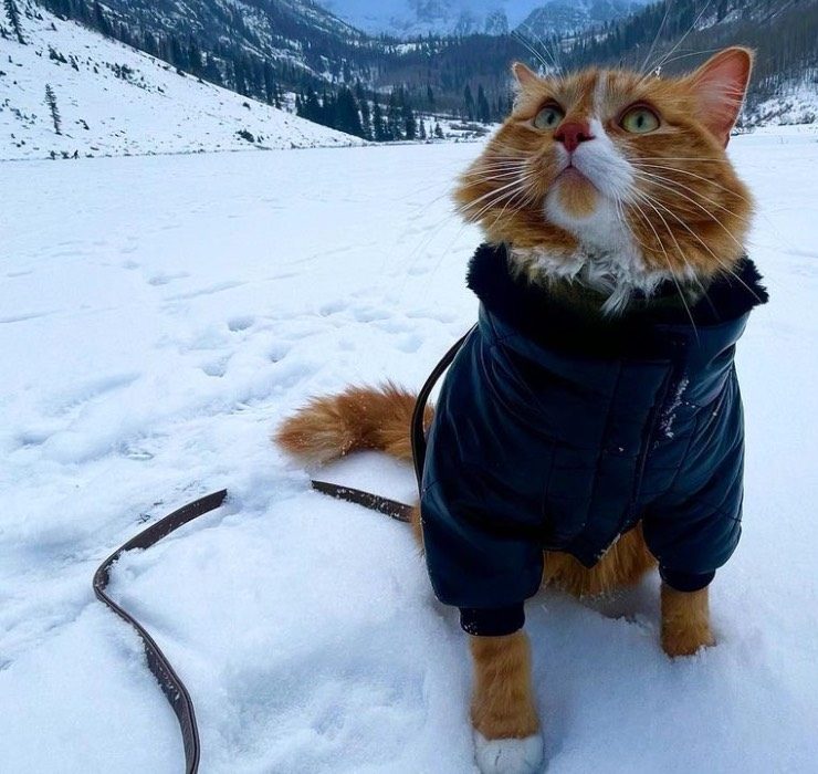 Знайомтесь: Лібген — кіт, який подорожує світом і веде про це Instagram
