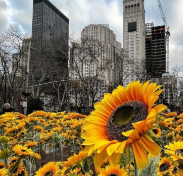 У Нью-Йорку до Дня Соборності України висадили 335 соняшників