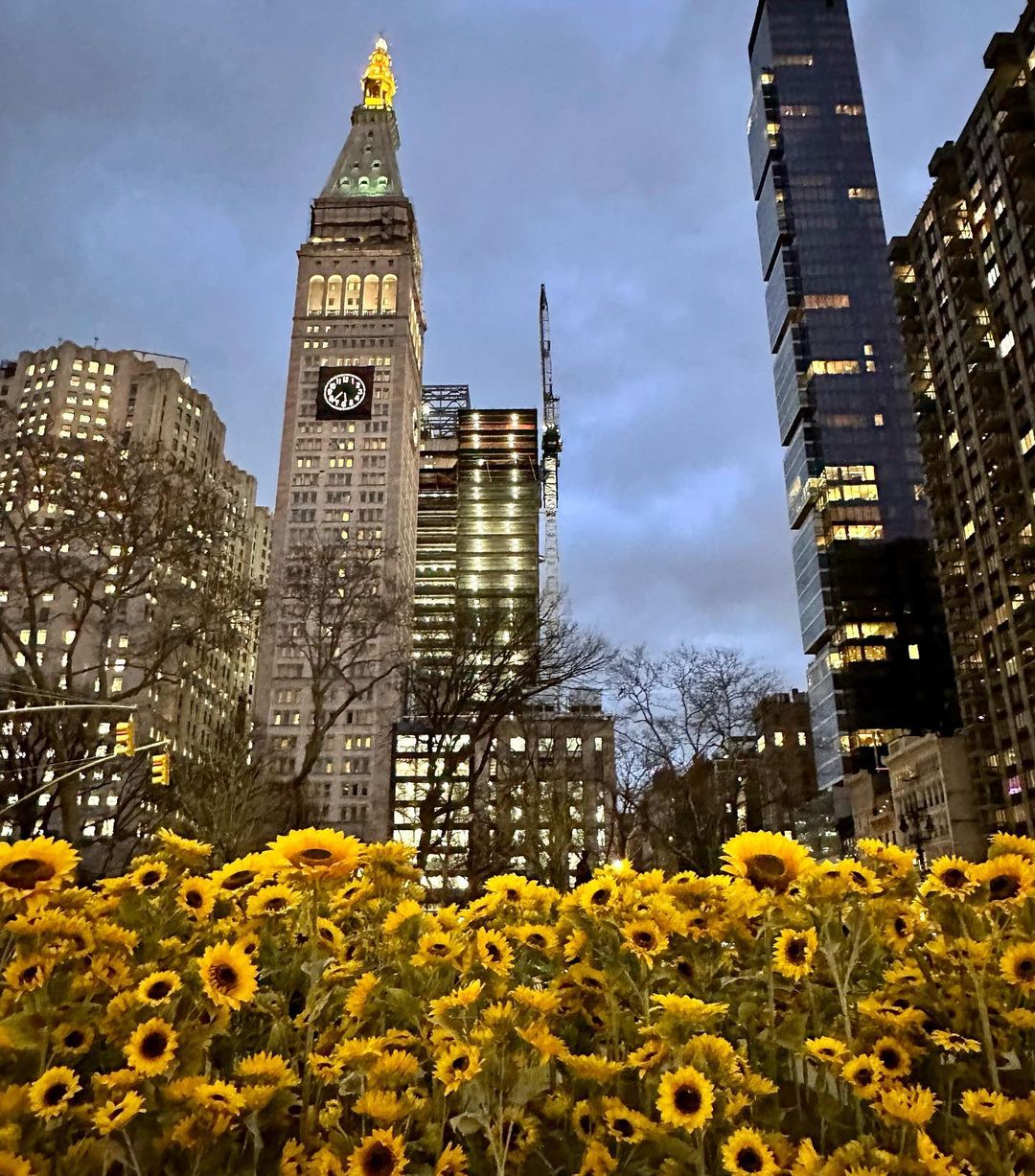 У Нью-Йорку до Дня Соборності України висадили 335 соняшників