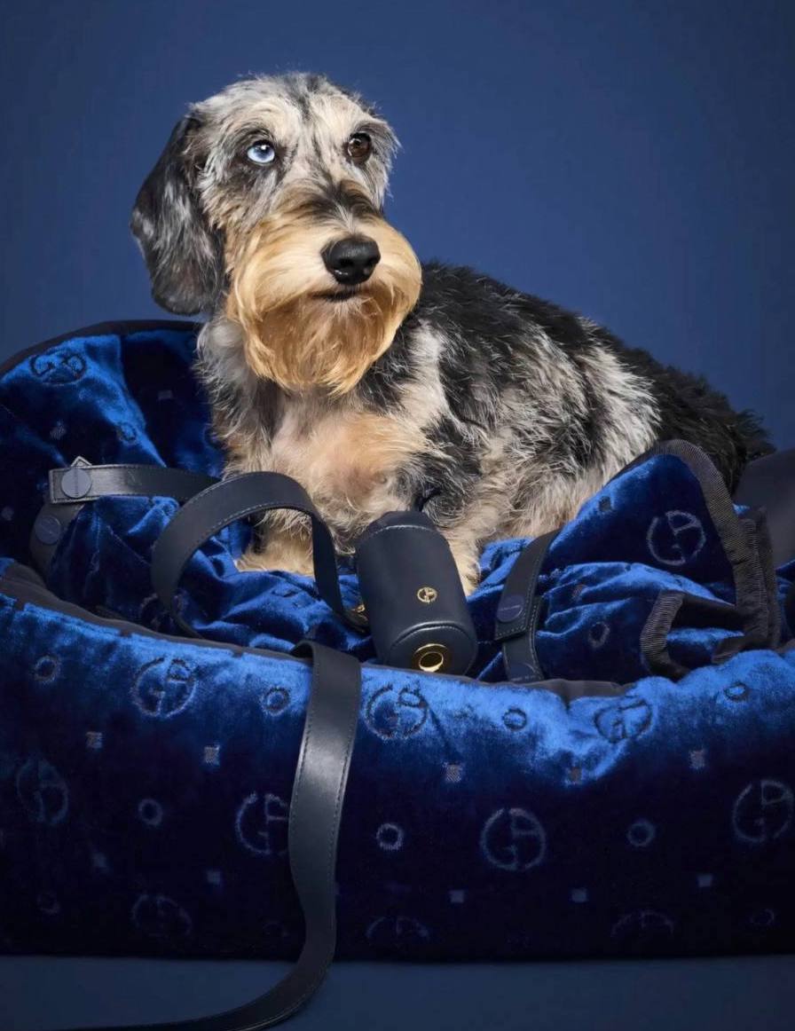 Бренд Giorgio Armani выпустил первую капсулу для собак