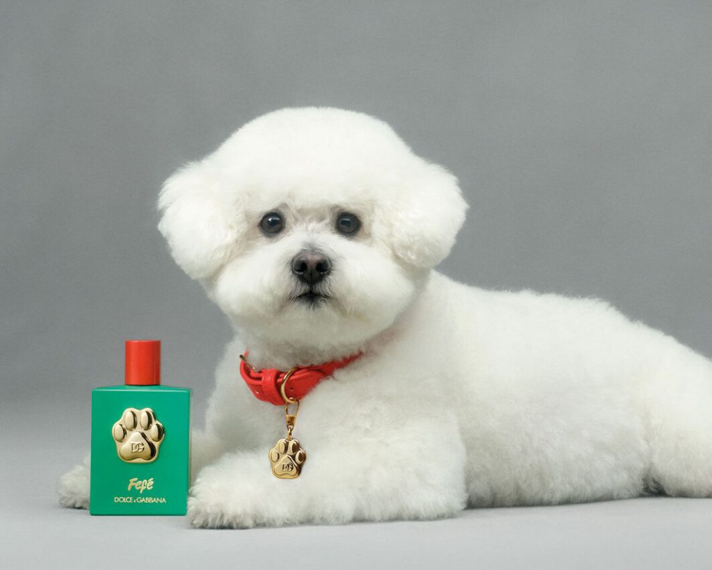 Dolce&Gabbana випустили парфум для тварин