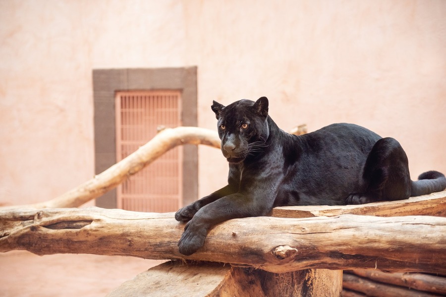 Як зоопарк &laquo;XII Місяців&raquo; пережив морози та готується до нового сезону