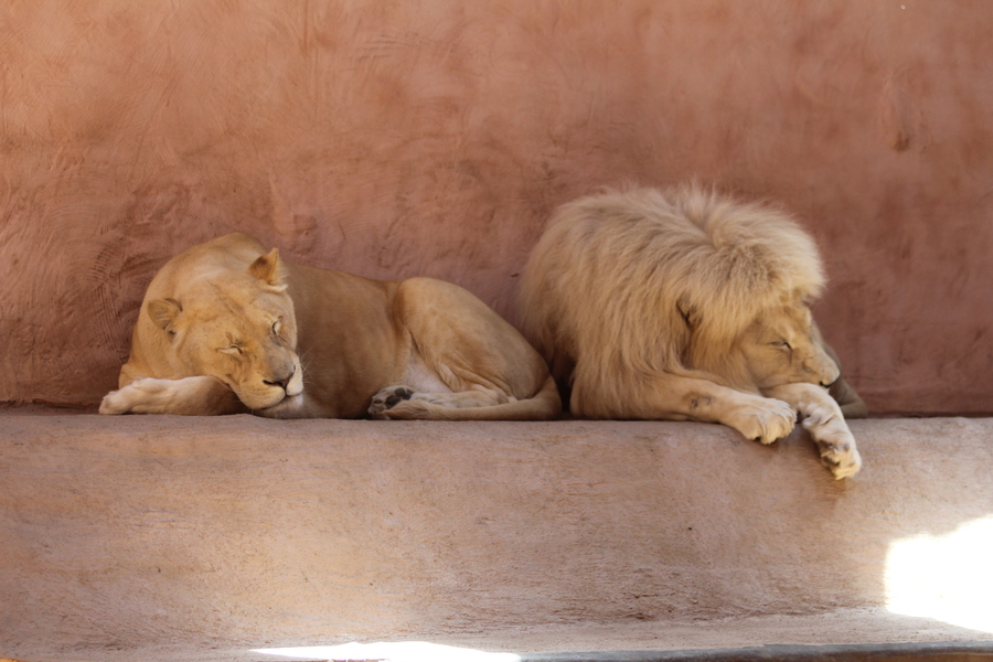 Як зоопарк &laquo;XII Місяців&raquo; пережив морози та готується до нового сезону
