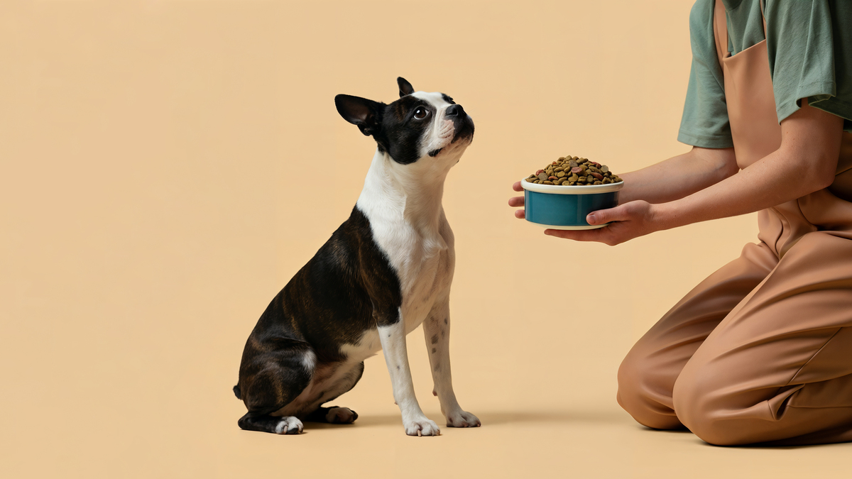 5 найкращих кормів для котів і собак: вибір відповідальних власників