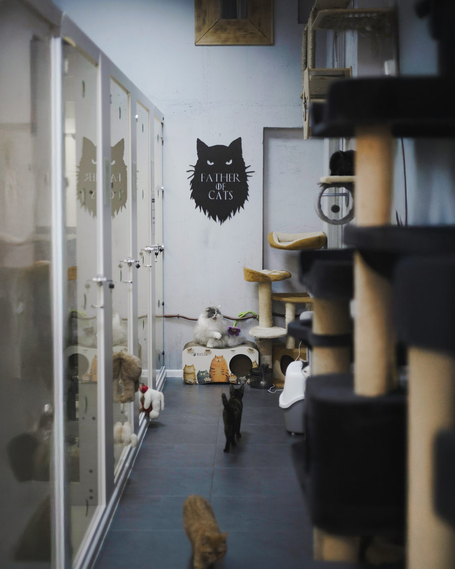 Олексій Суровцев спільно з Lamarch запускає благодійний проєкт для порятунку котів