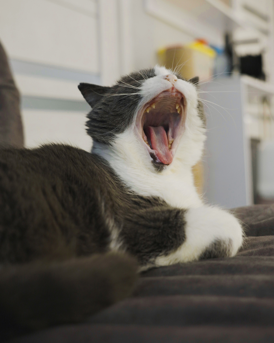 Олексій Суровцев спільно з Lamarch запускає благодійний проєкт для порятунку котів