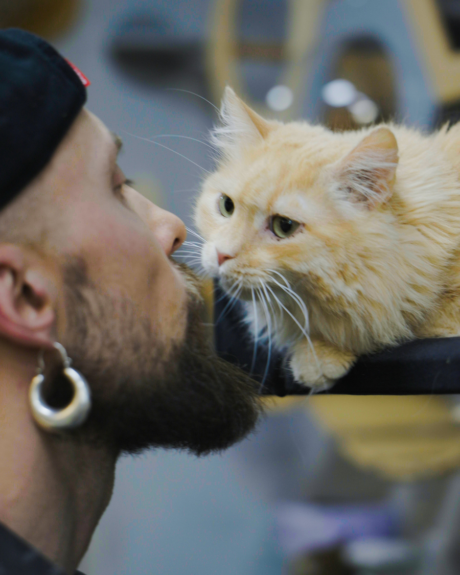 Олексій Суровцев спільно з Lamarch запускає благодійний проєкт для порятунку котів