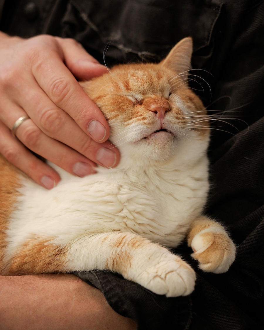 Олексій Суровцев спільно з Lamarch запускає благодійний проєкт для порятунку котів