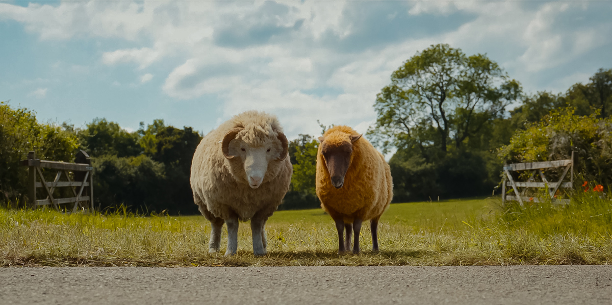 Г&rsquo;ю Джекман пасе овець і читає їм вголос у сімейній пригоді &laquo;Вівці-детективи&raquo;