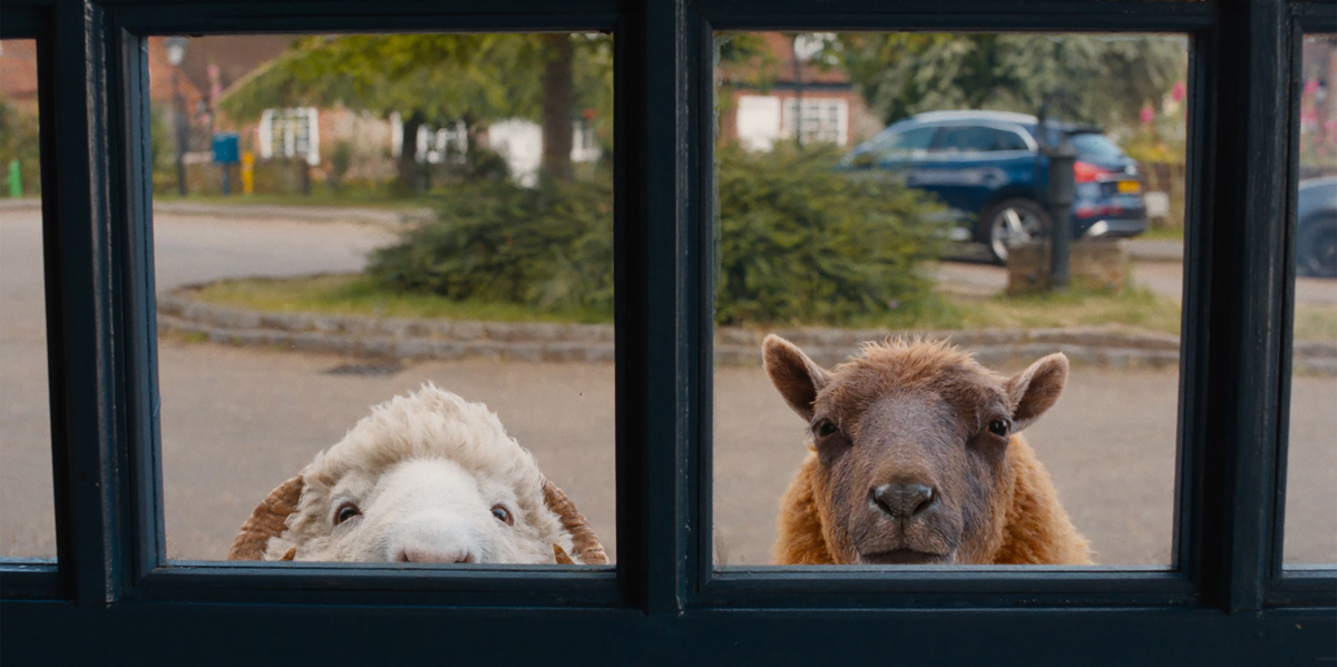 Г&rsquo;ю Джекман пасе овець і читає їм вголос у сімейній пригоді &laquo;Вівці-детективи&raquo;