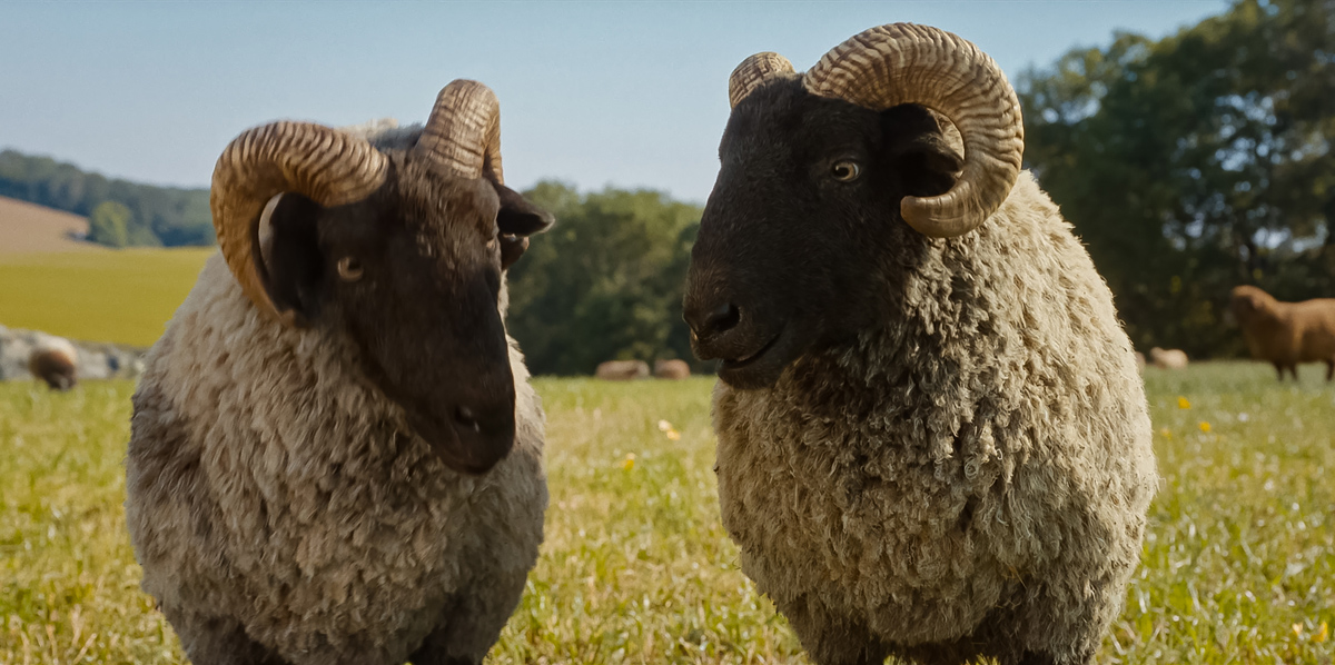 Г&rsquo;ю Джекман пасе овець і читає їм вголос у сімейній пригоді &laquo;Вівці-детективи&raquo;