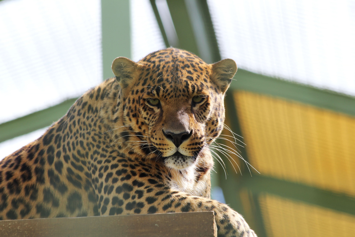 Home